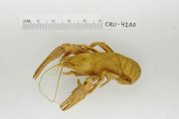 Media type: image;   Invertebrate Zoology CRU-4200 Description: Preserved specimen.;